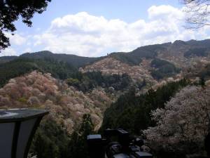 吉野山の桜1