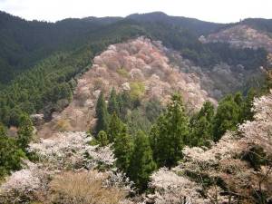 吉野山の桜2