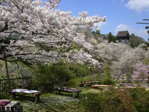 吉野山の桜3