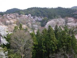 吉野山の桜4