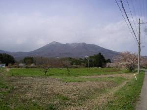 桜と白笹山
