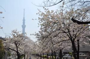 山谷堀公園の桜