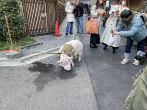 どういう訳かブタちゃん