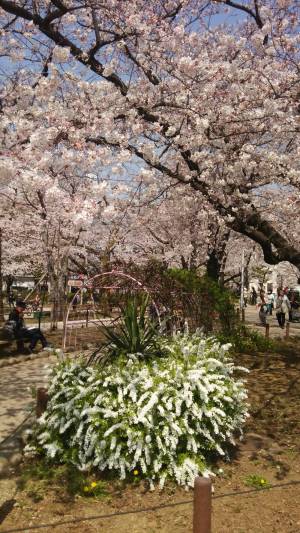 2015.3.30　隅田公園のユキヤナギと桜