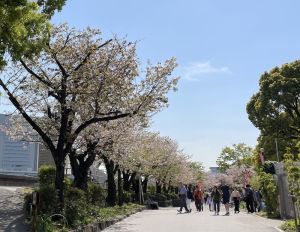 桜3