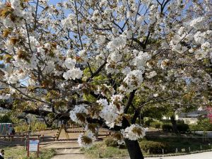 桜5